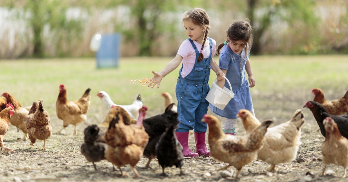 Backyard Chicken Care: An Introduction